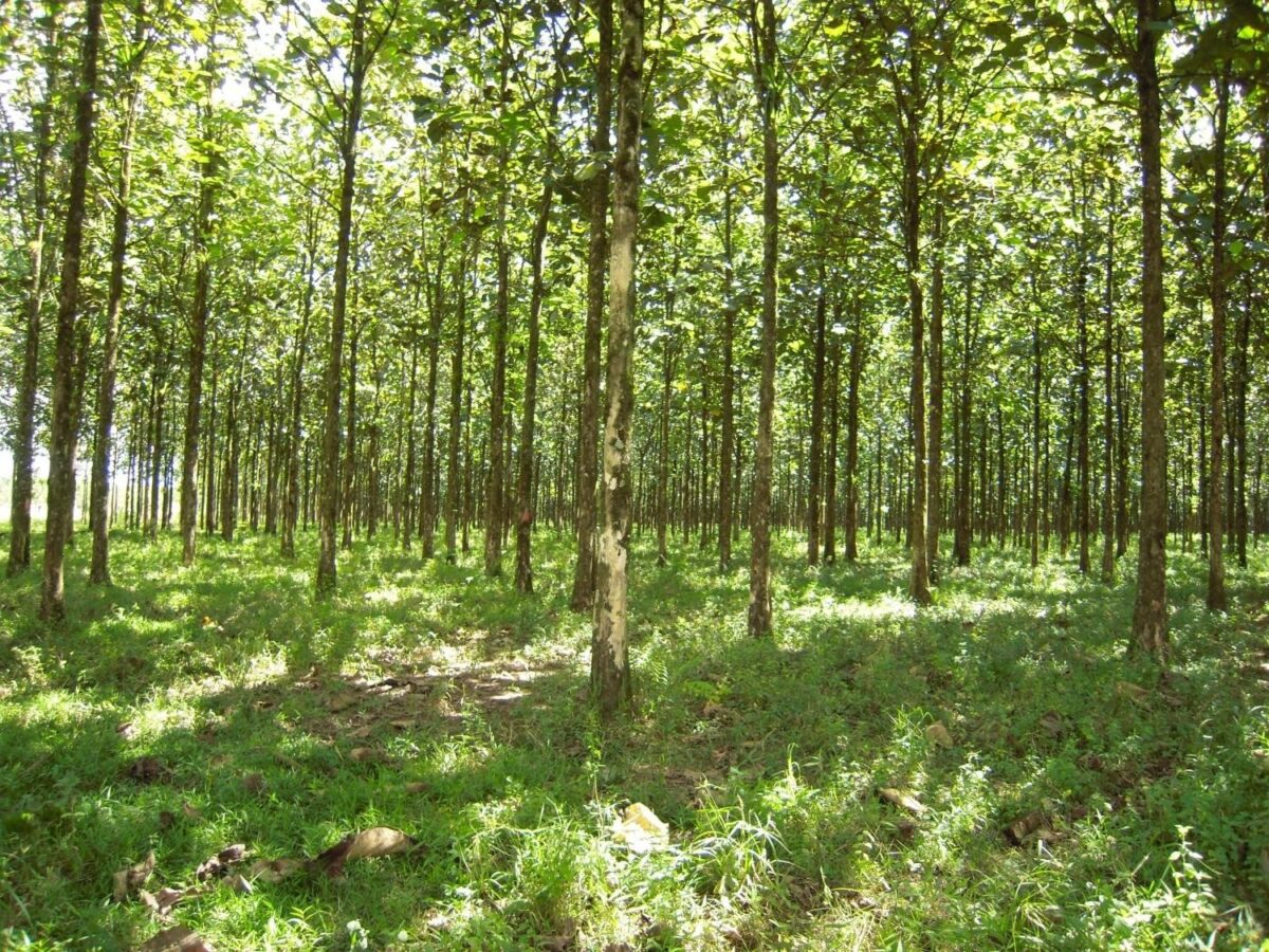 Raja Rwanda Faraja Rwanda